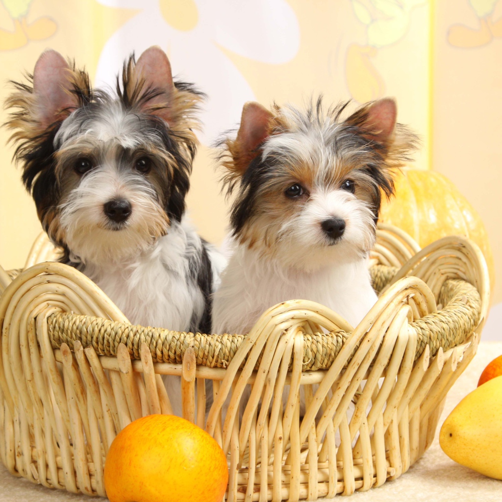 Собаки бивер йорк в корзинке
