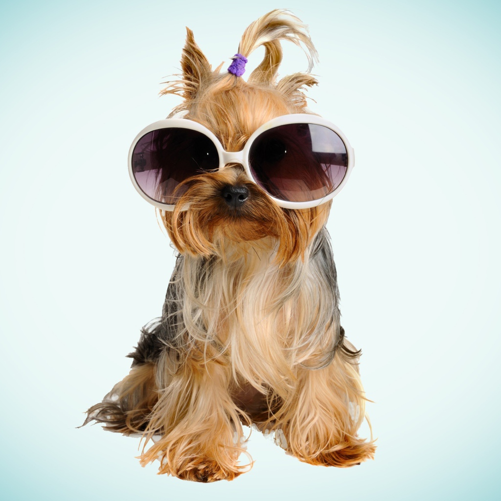 Собака бивер йорк в очках