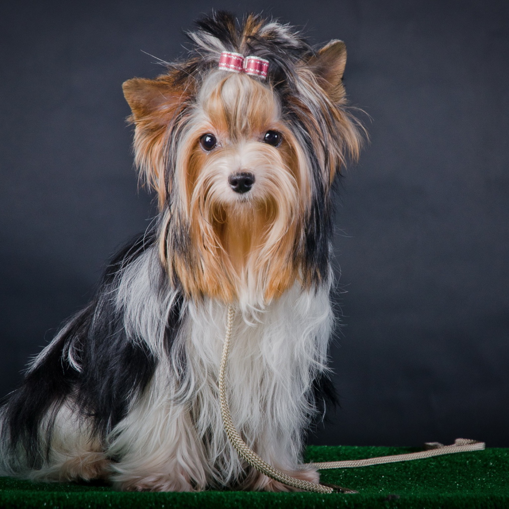 Бивер-йоркширский терьер. Рассел терьер гладкошерстный. Терьер трехцветный. Трехцветный йорк бивер. Бивереркширский терьер.