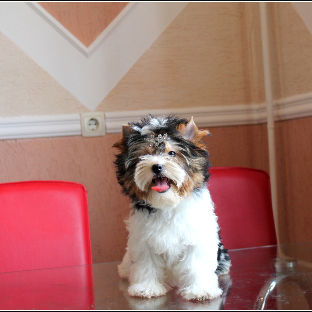 Бивер йорк на столе