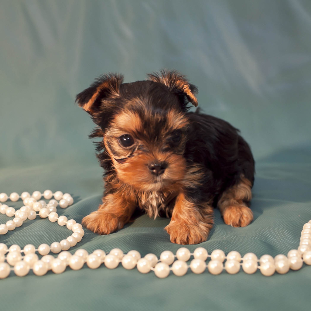Щенок бивер йорк с бусами