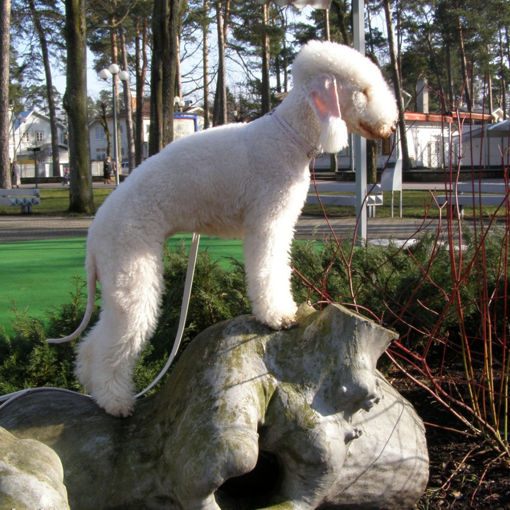 Бедлингтон терьер на камне