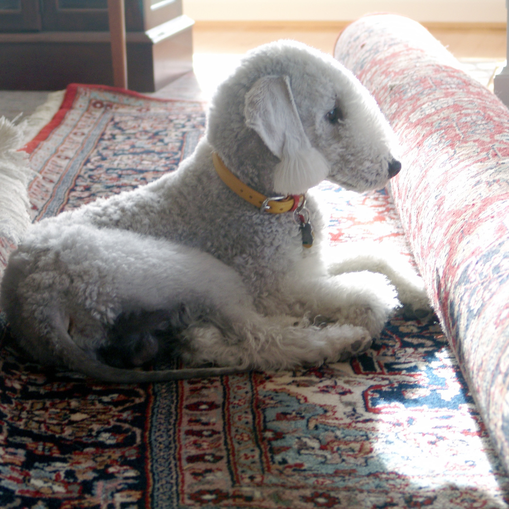 Бедлингтон терьер на ковре