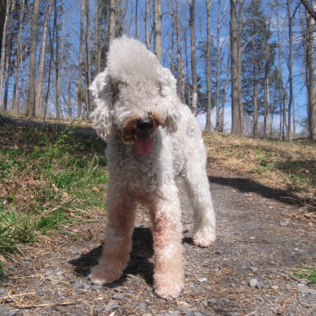 Бедлингтон терьер гуляет в лесу