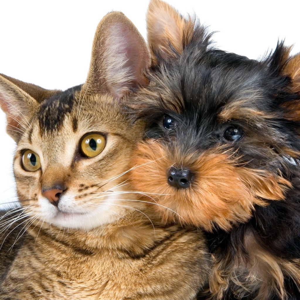 Лучший друг йоркширского терьера