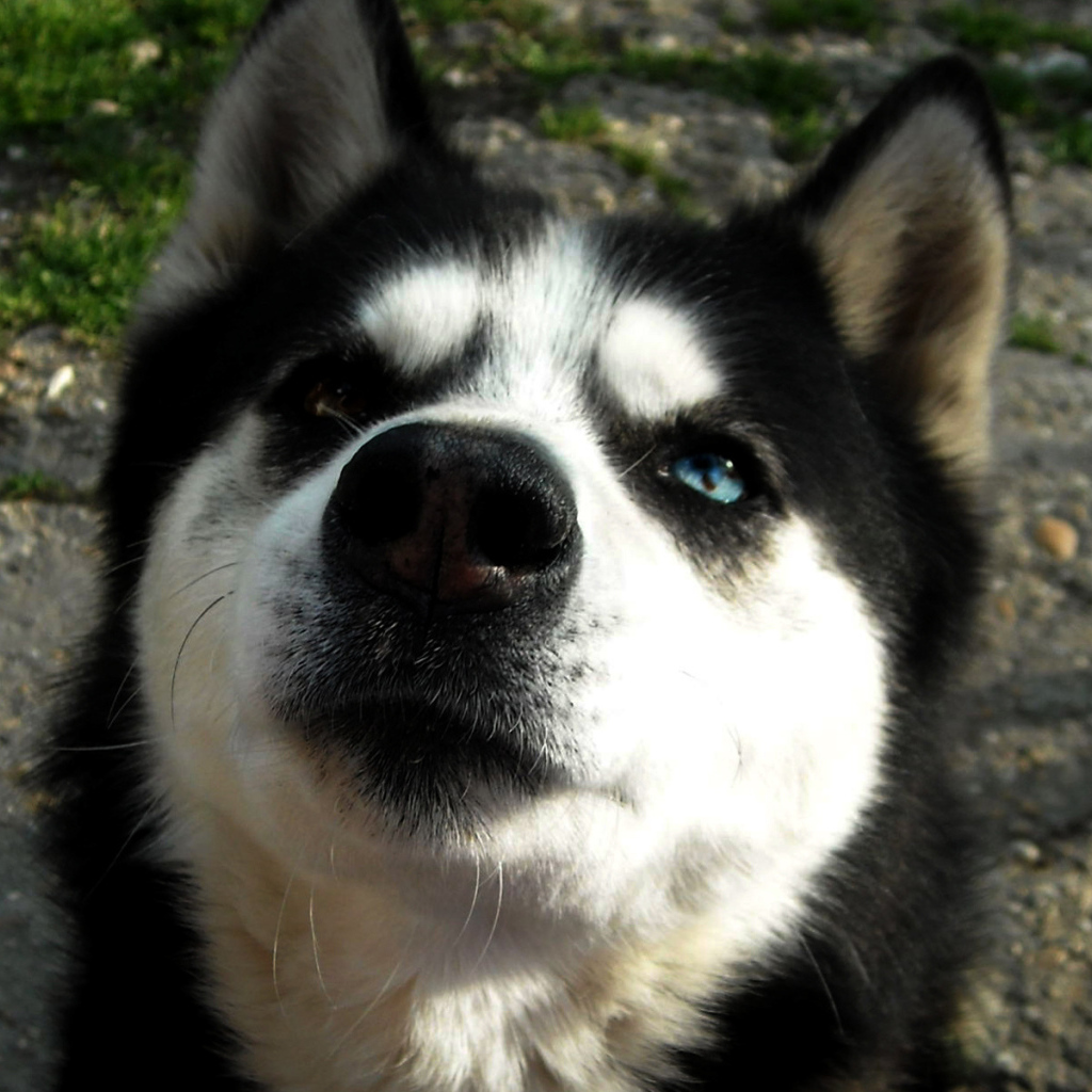 Преданная сибирская лайка