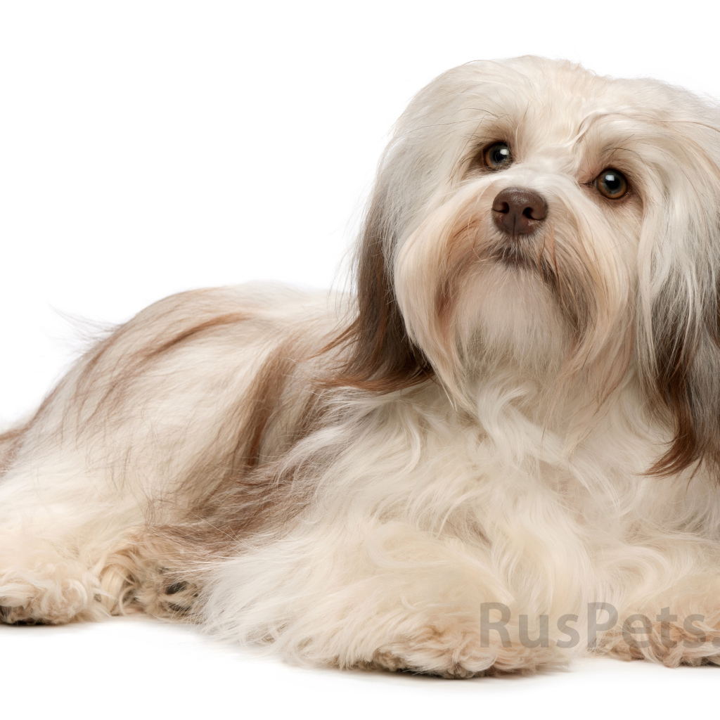 Болонка бишон лежит