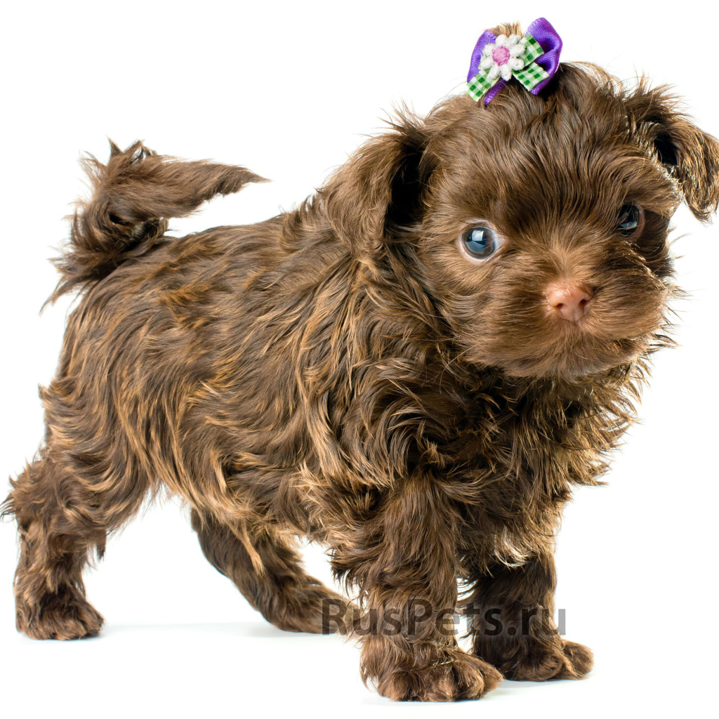 Болонка коричневого цвета