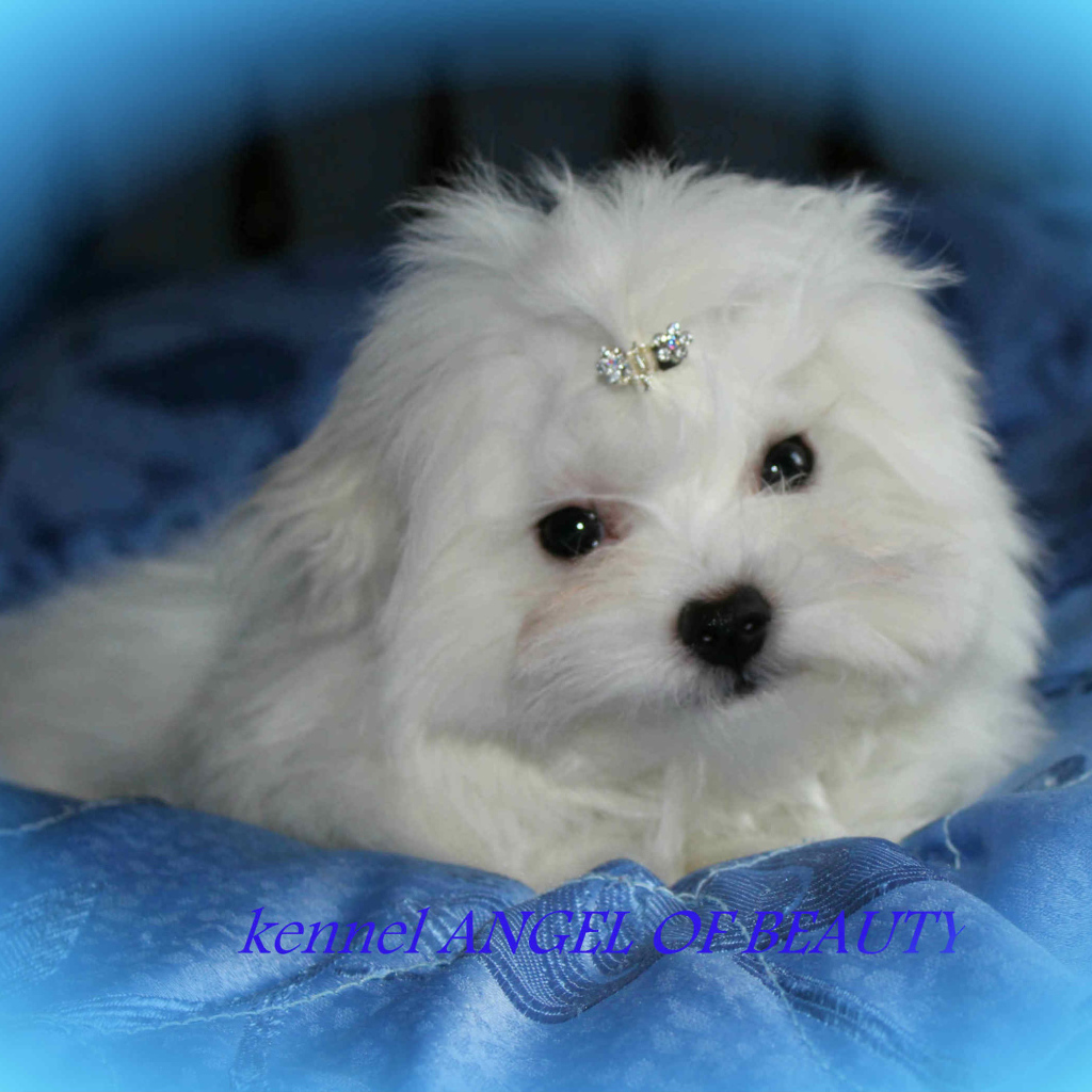 Болонка собака ангел