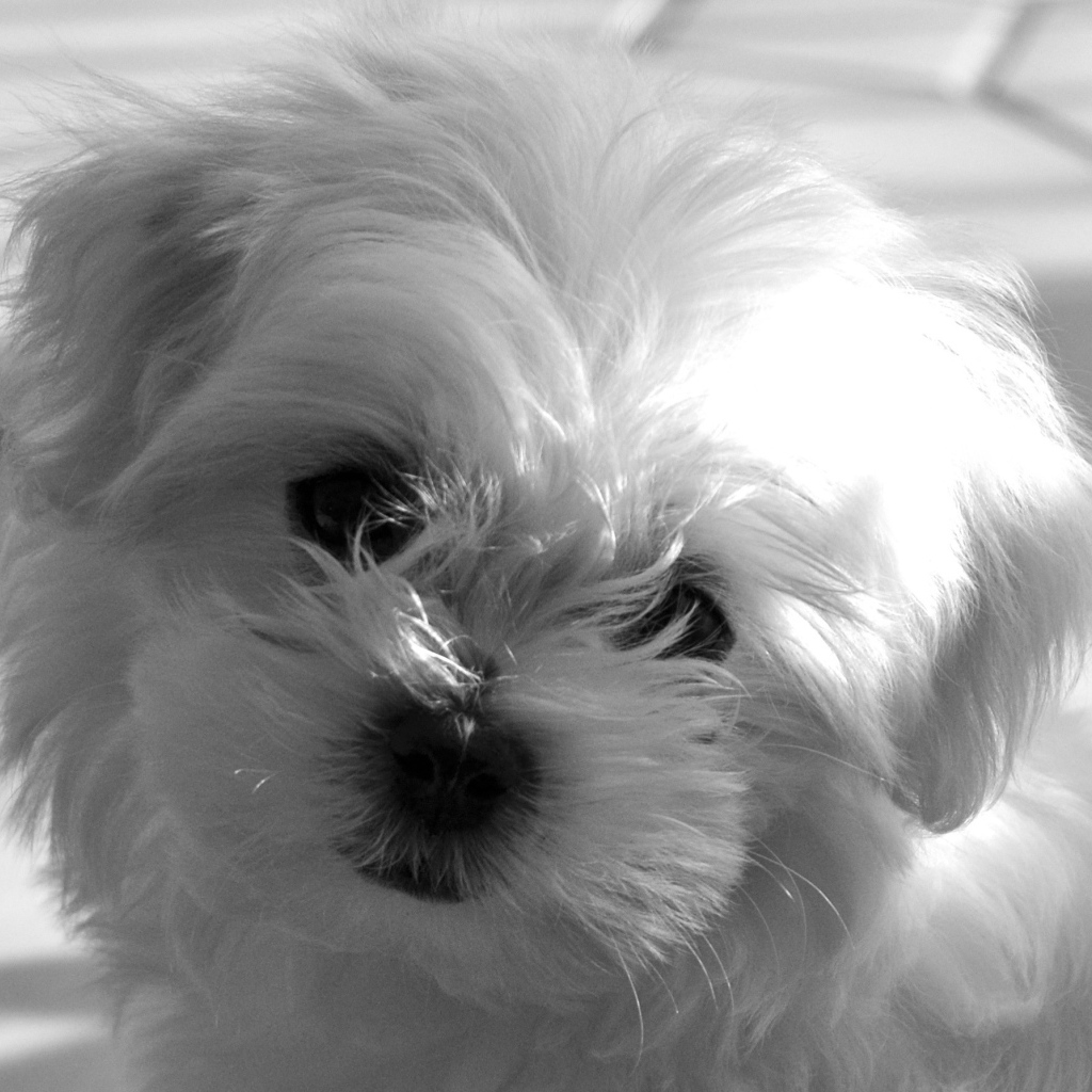 Болонка в лучах солнца