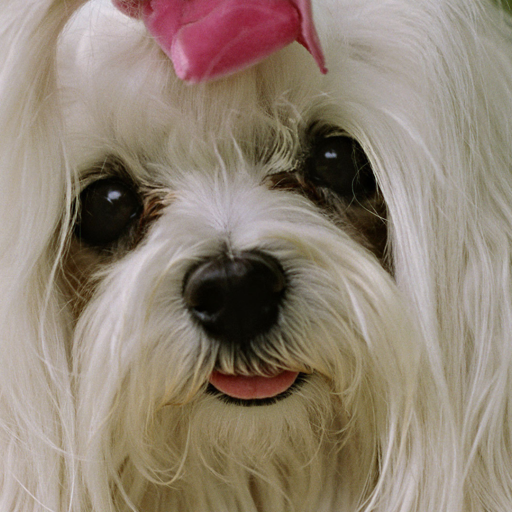 Болонка с выразительными глазами