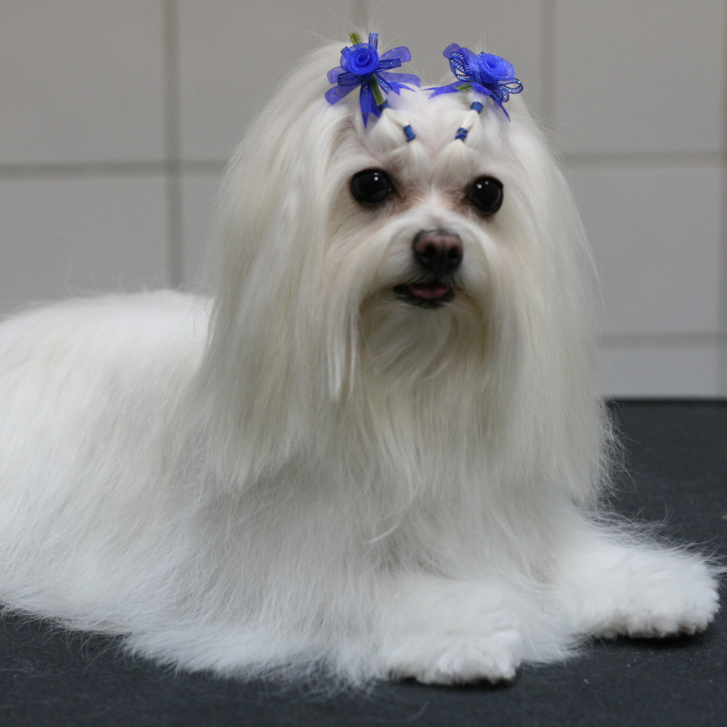 Болонка с украшениями