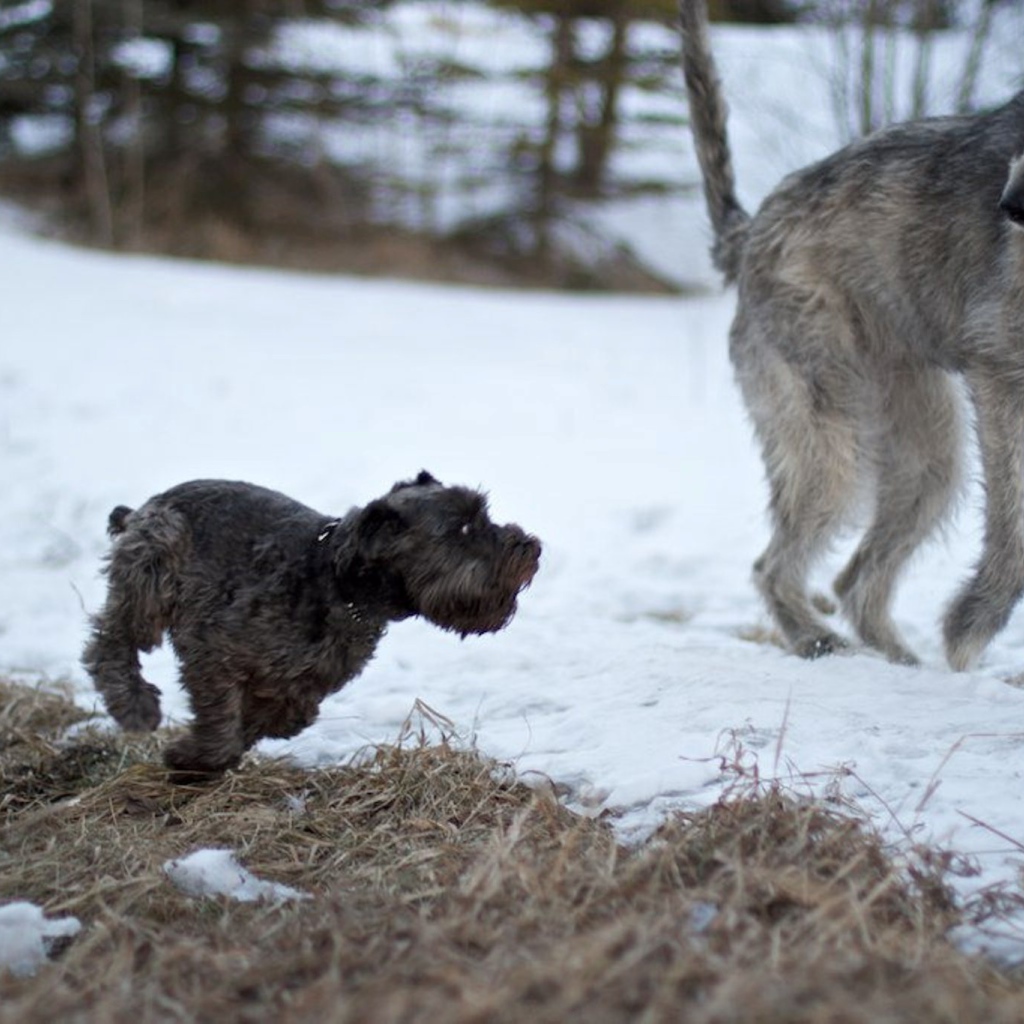 Большой ирландский волкодав убегает от маленькой собачки