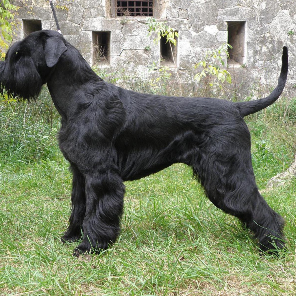 Большая собака шнауцер