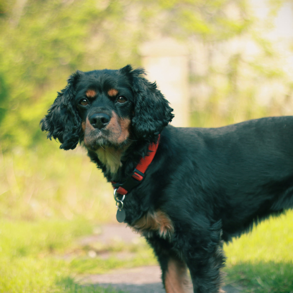 Черный кавалер кинг чарльз спаниель