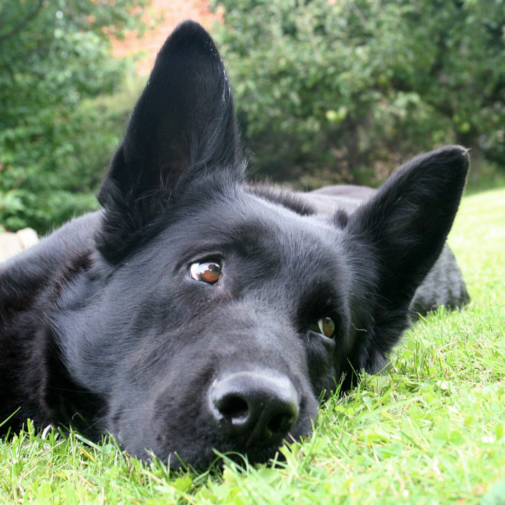 Black German shepherd lying on the grass