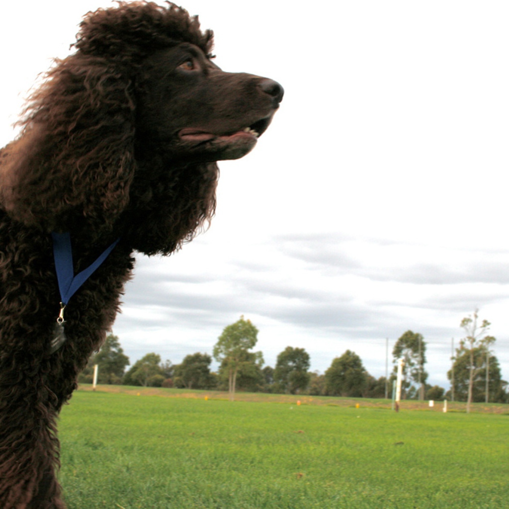 Черный ирландский водяной спаниель