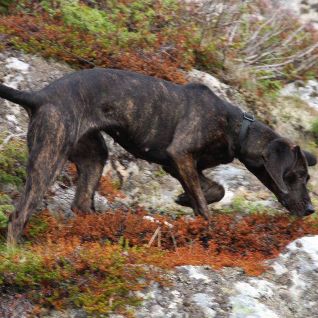 Черная фараонова собака