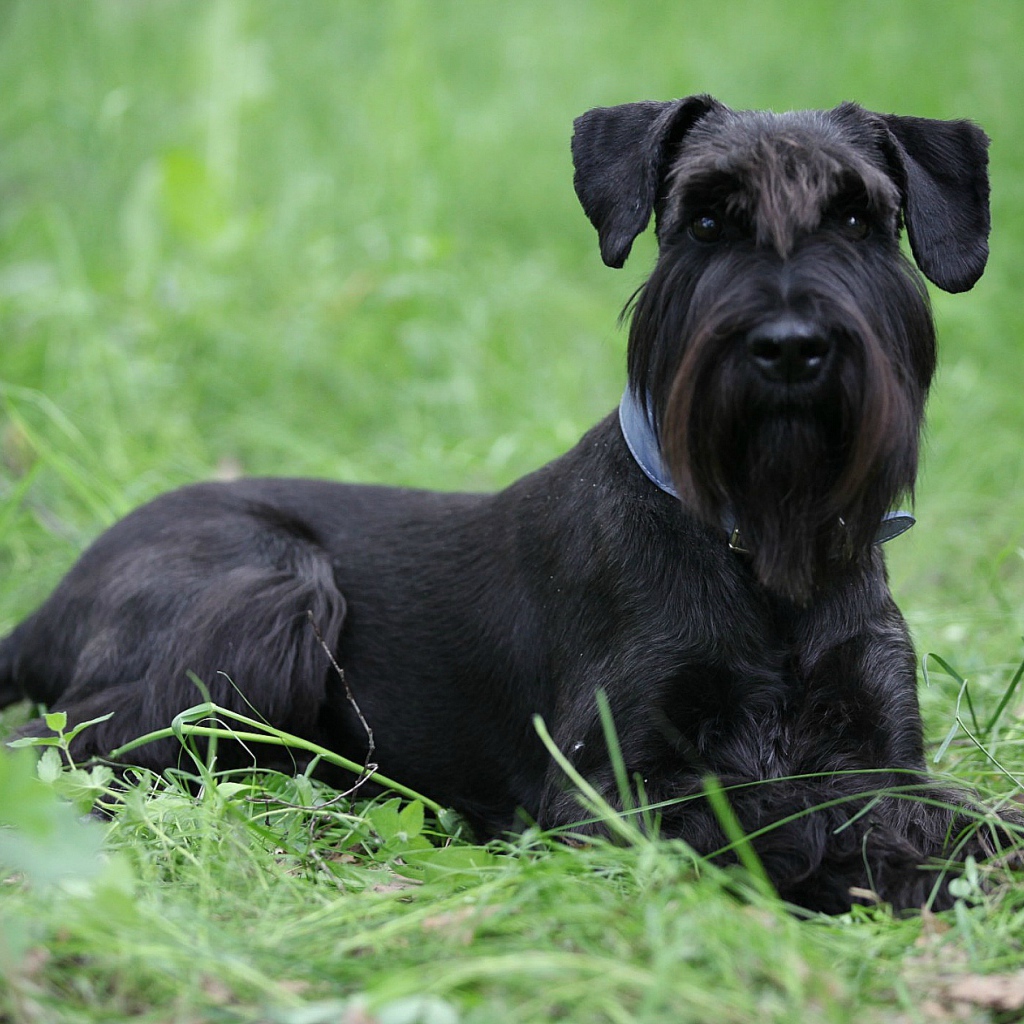 Черный шнауцер в траве