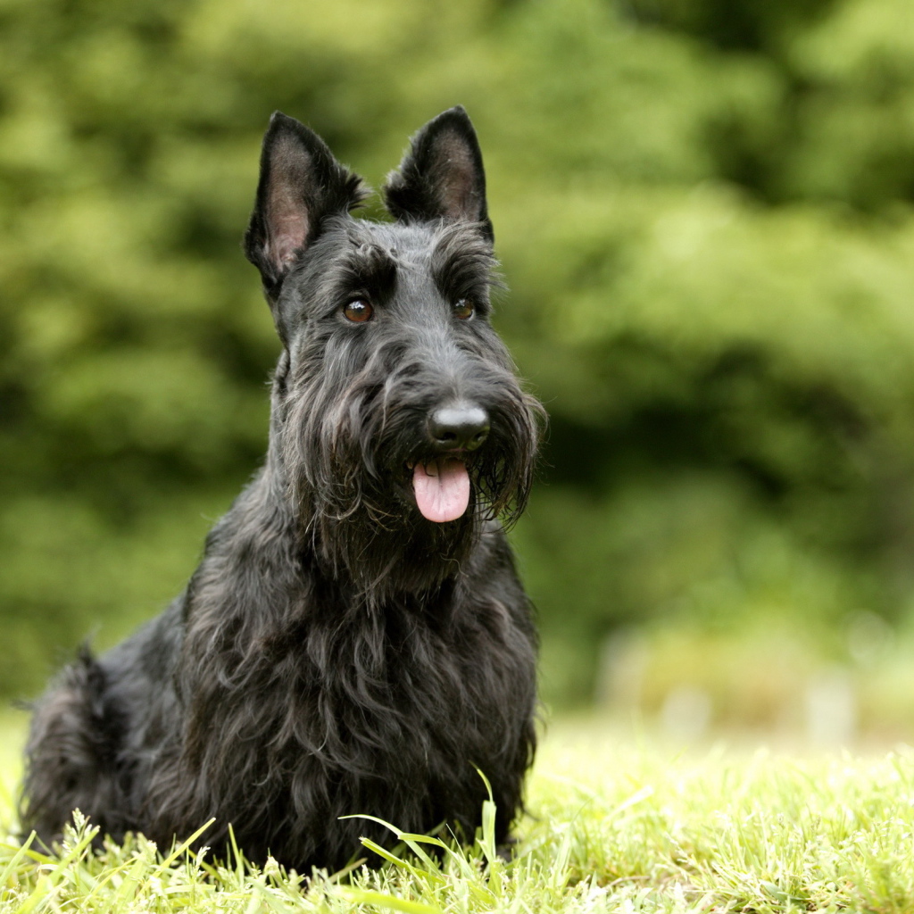 Черный шнауцер на траве