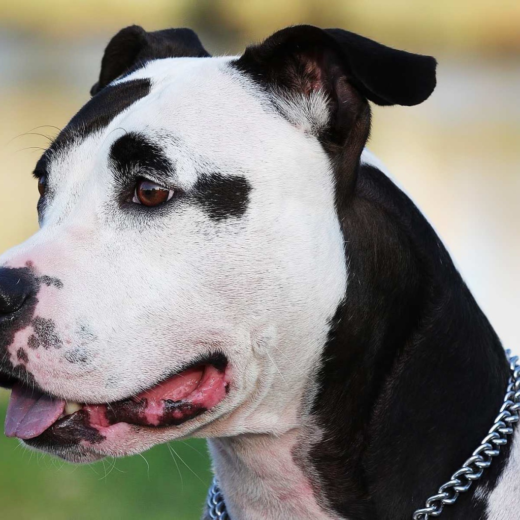 Черно белый американский стаффордширский терьер