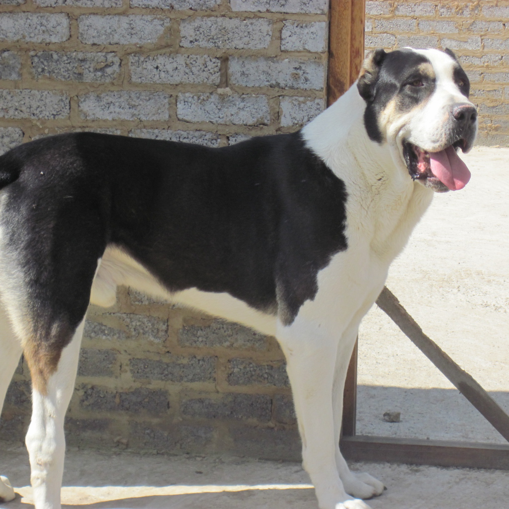 Черно белый алабай