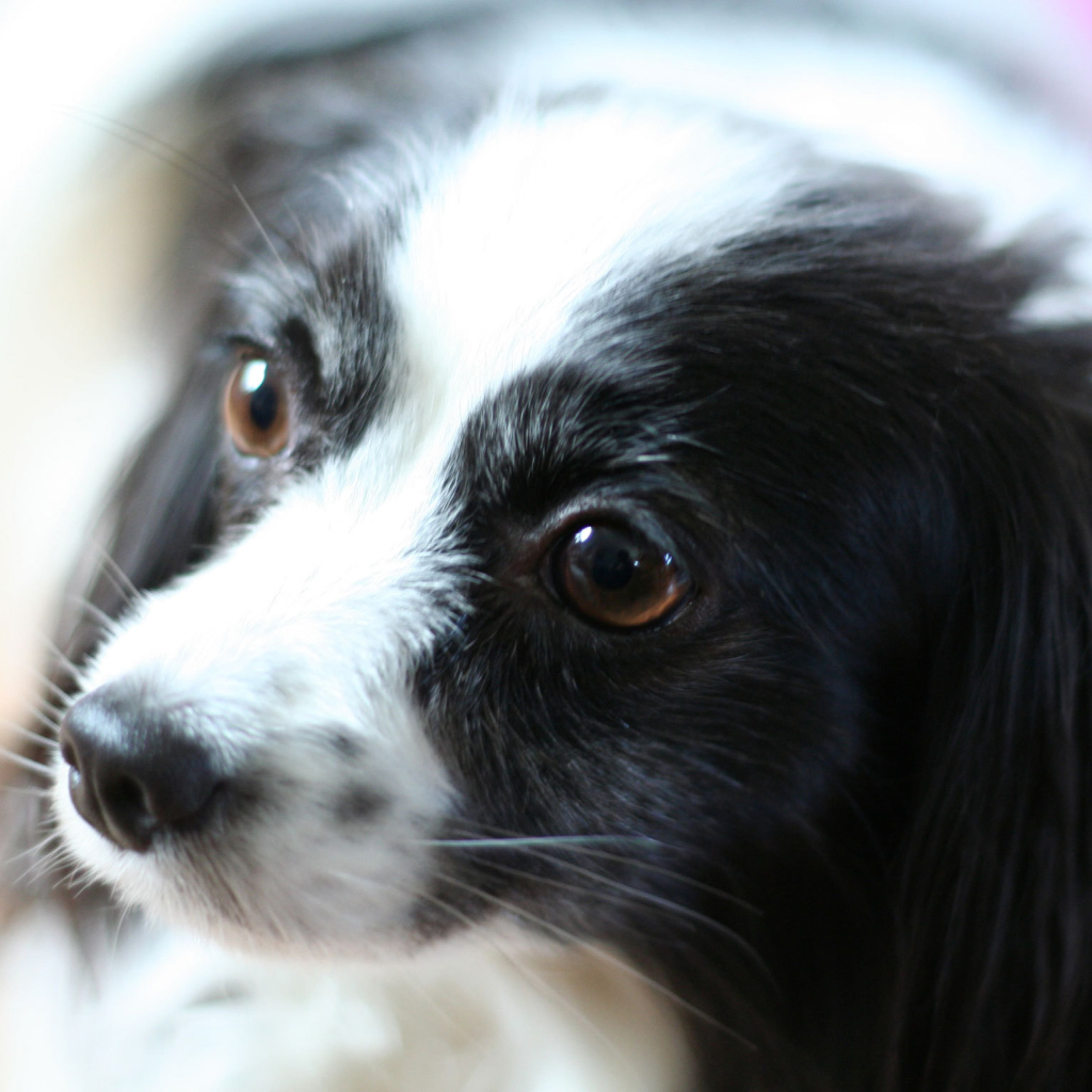 Черно белый папильон