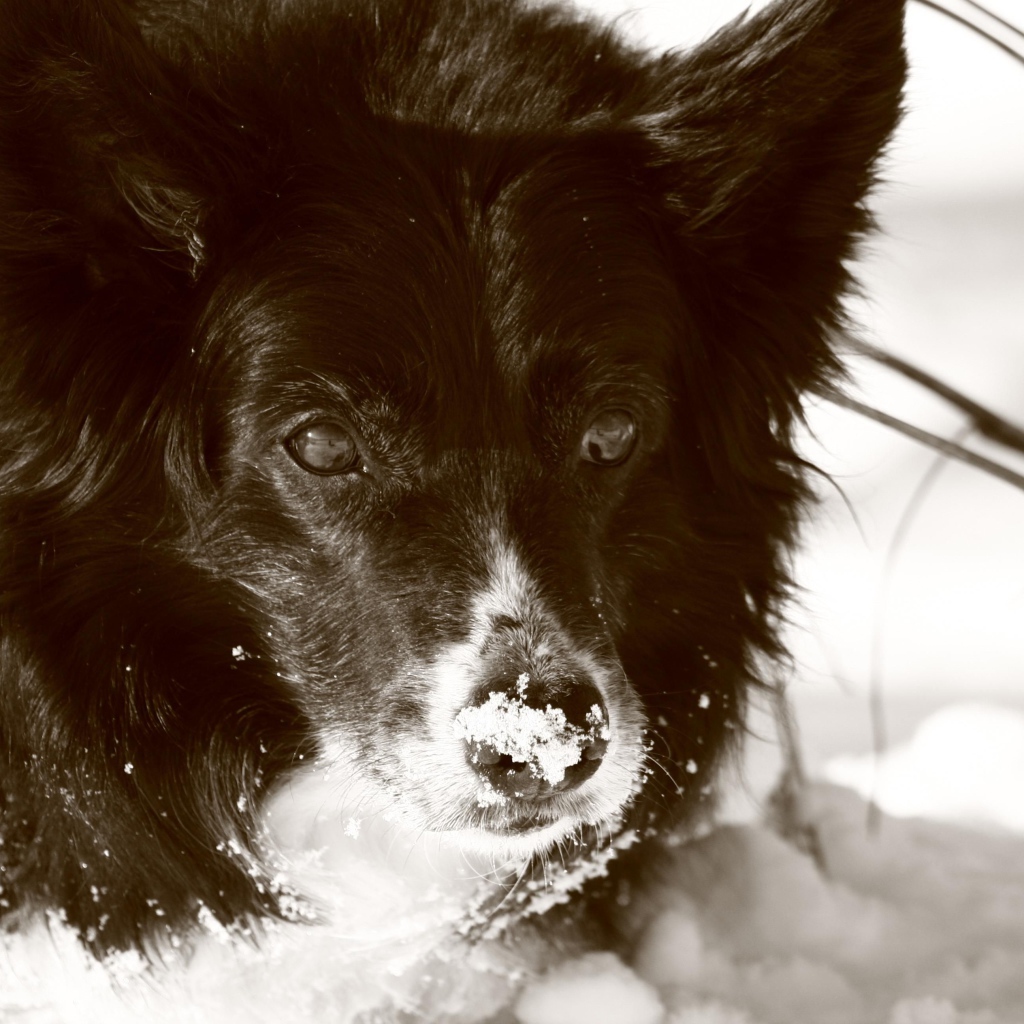 Черная колли в снегу