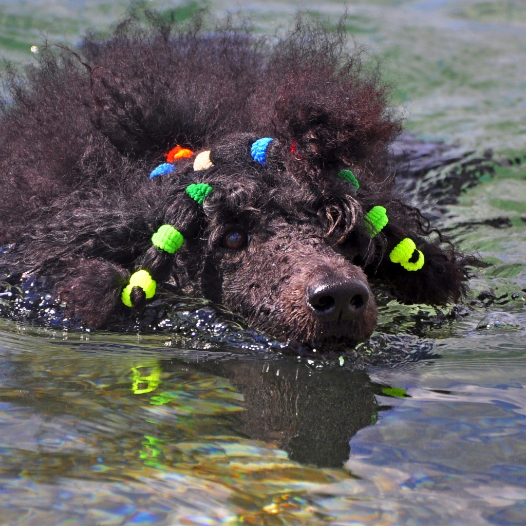 Черный пудель плывет