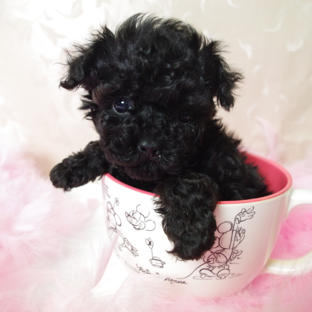 Черный щенок пуделя в чашке