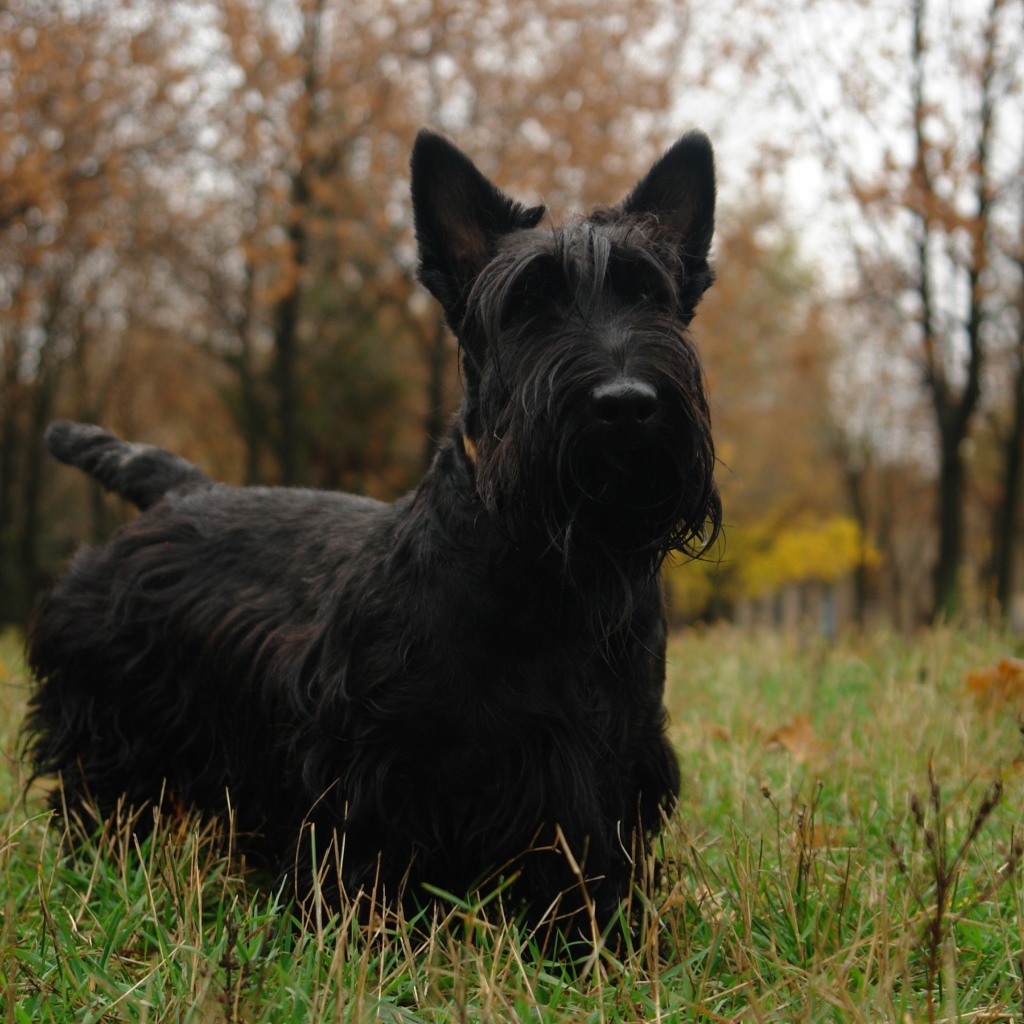 Черный шнауцер в парке
