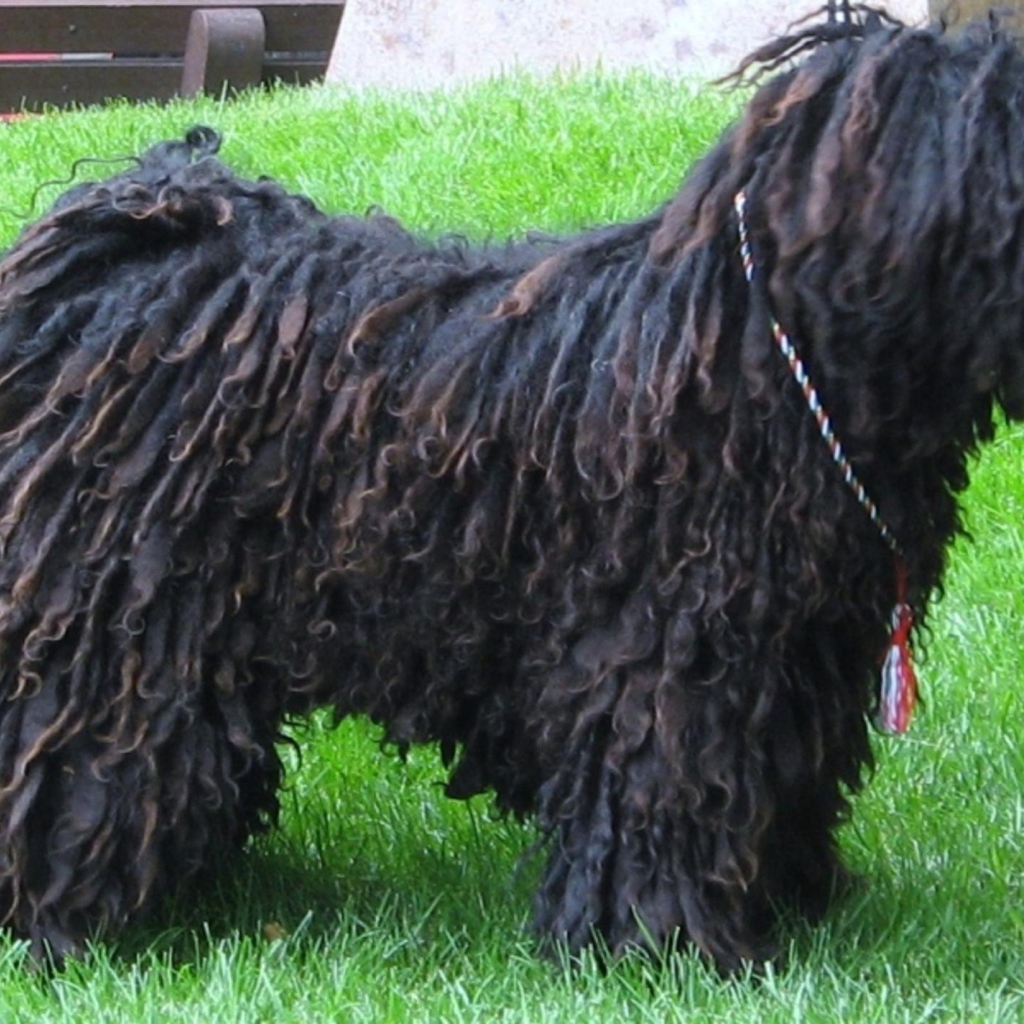 Черный лохматый комондор