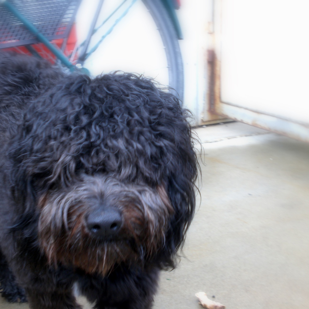 Черный лохматый барбет