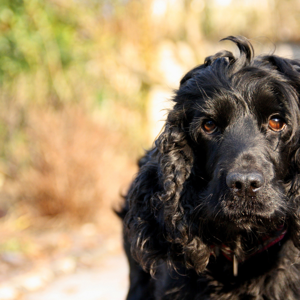 Черный лохматый пудель