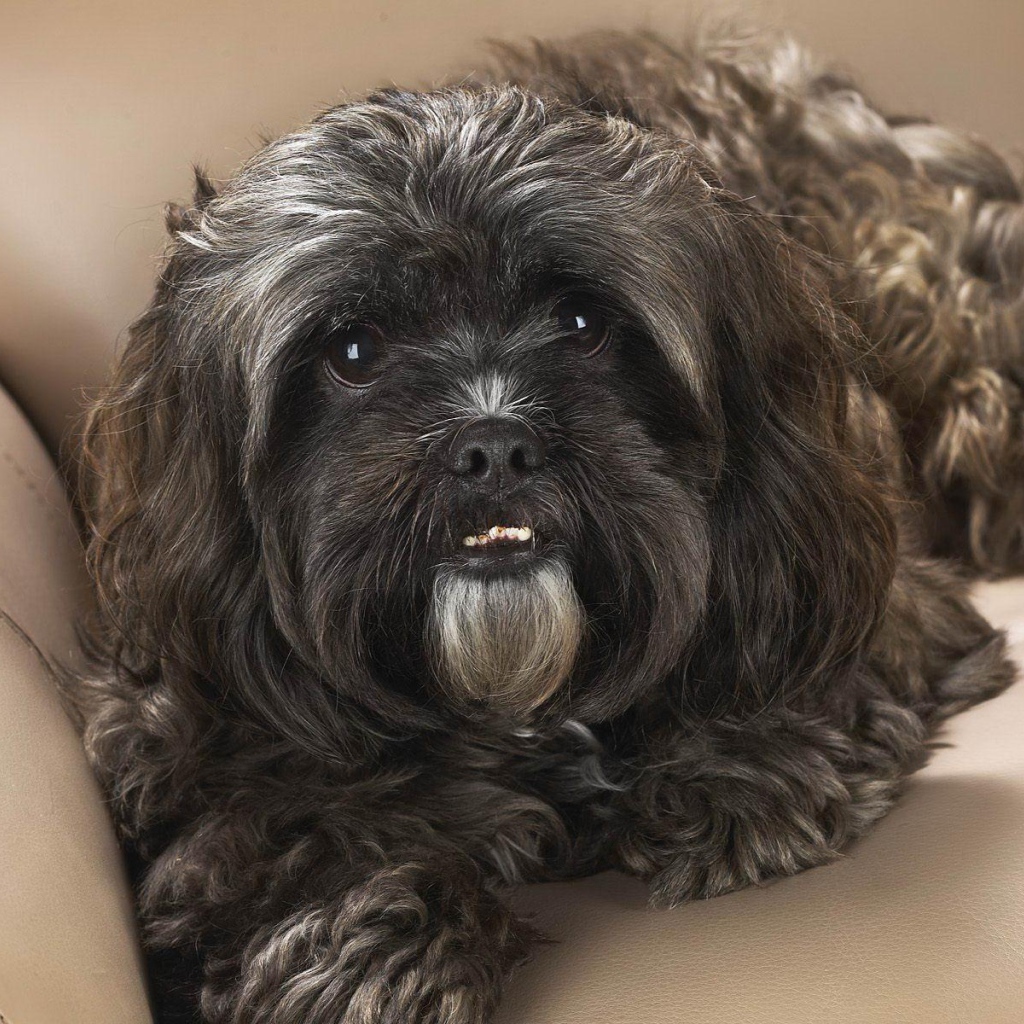 Черный шитцу на диване