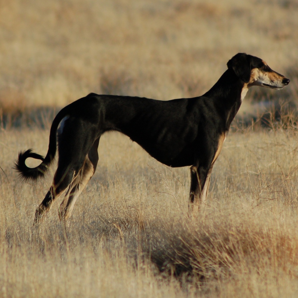 Черная стройная салюки