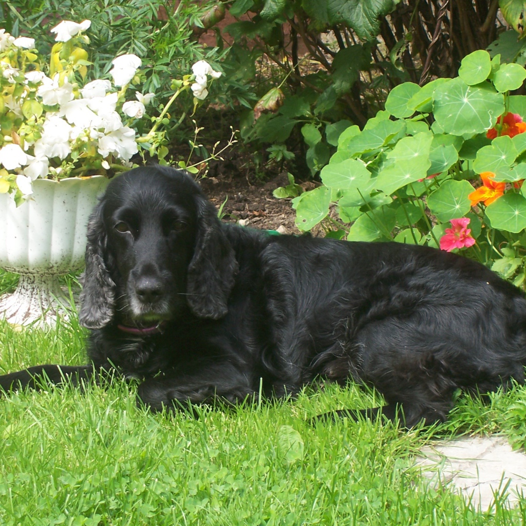 Черный спаниель лежит