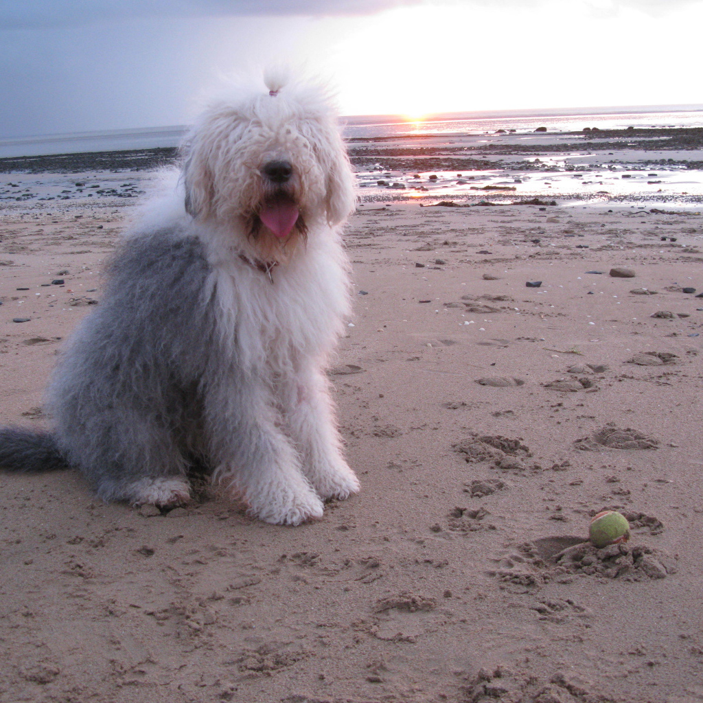 Бобтейл на фоне заката