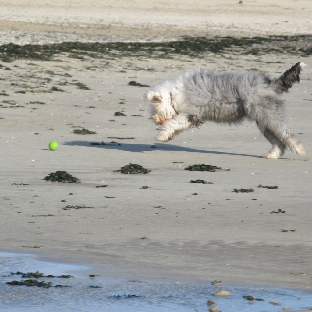 Бобтейл ловит мяч