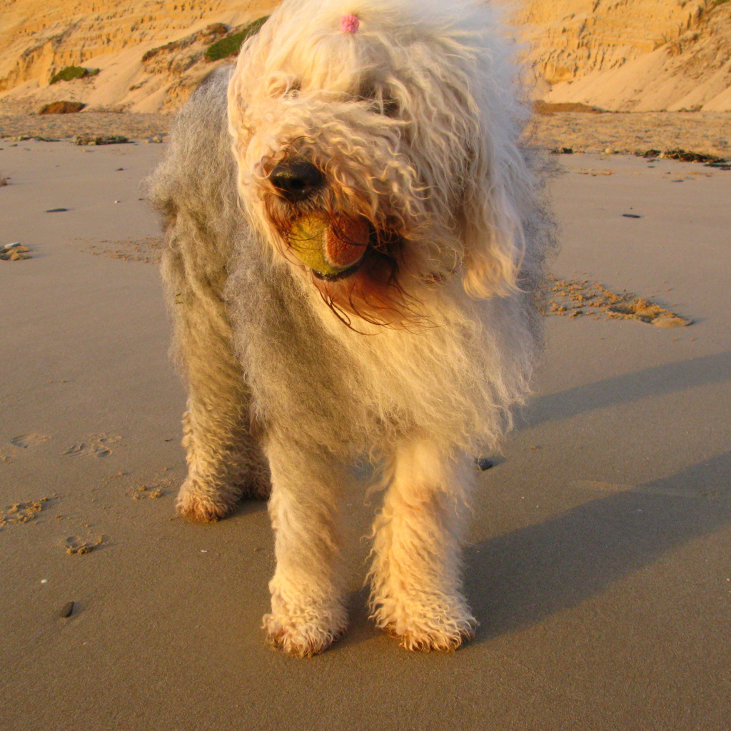 Лохматый бобтейл с мячом