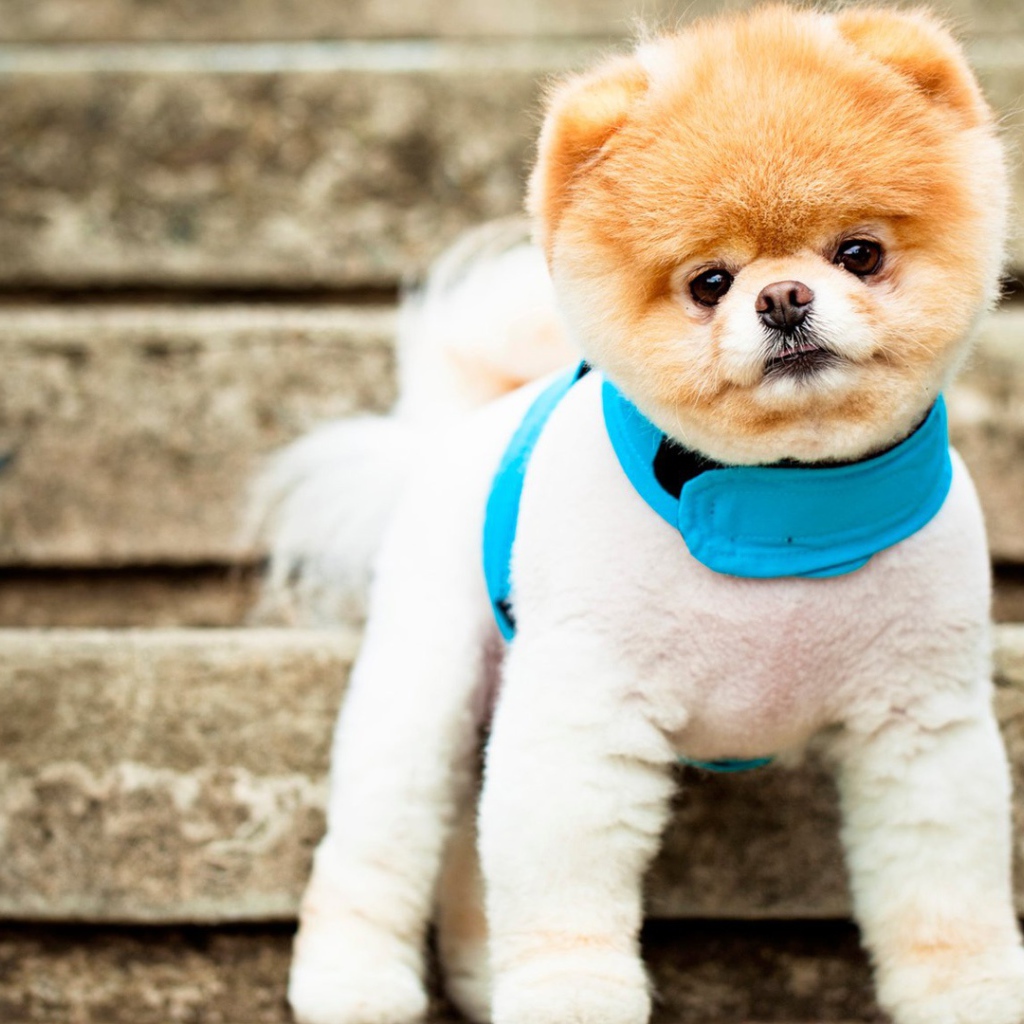 Самая симпатичная собака Бу