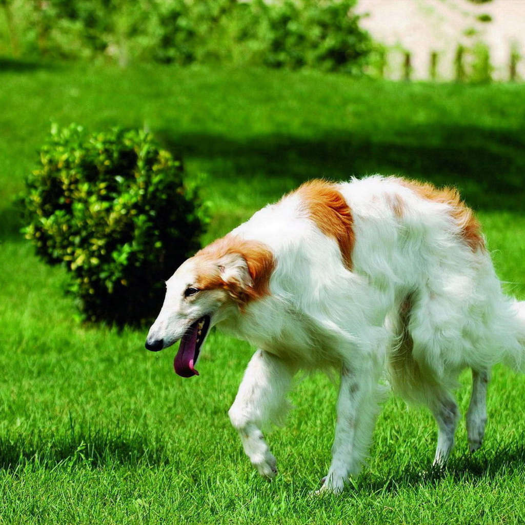 Борзая бежит по газону