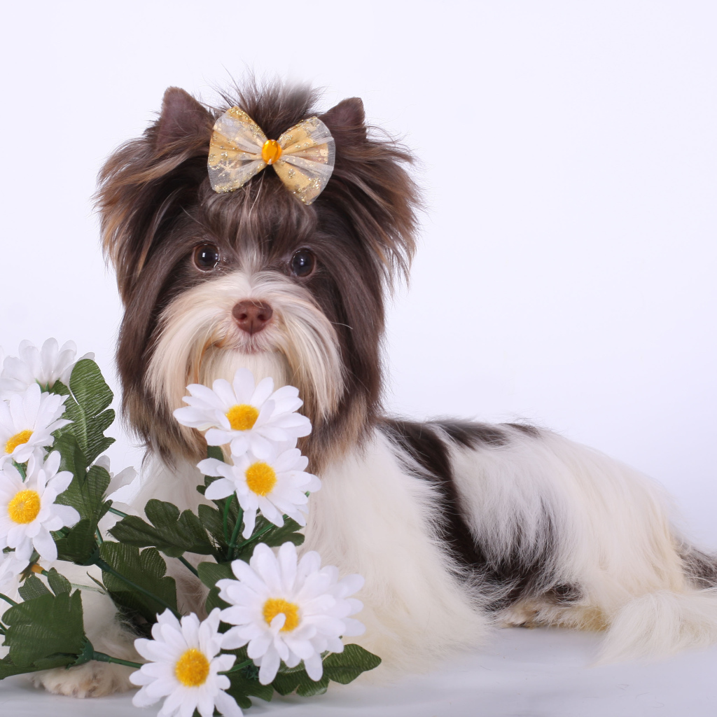 Букет ромашек для бивер йорк