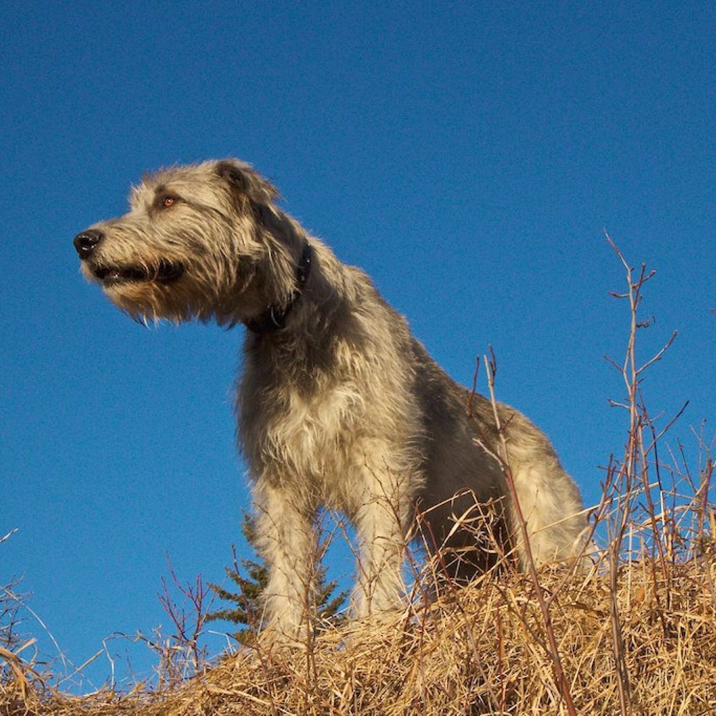 Порода собак ирландский волкодав
