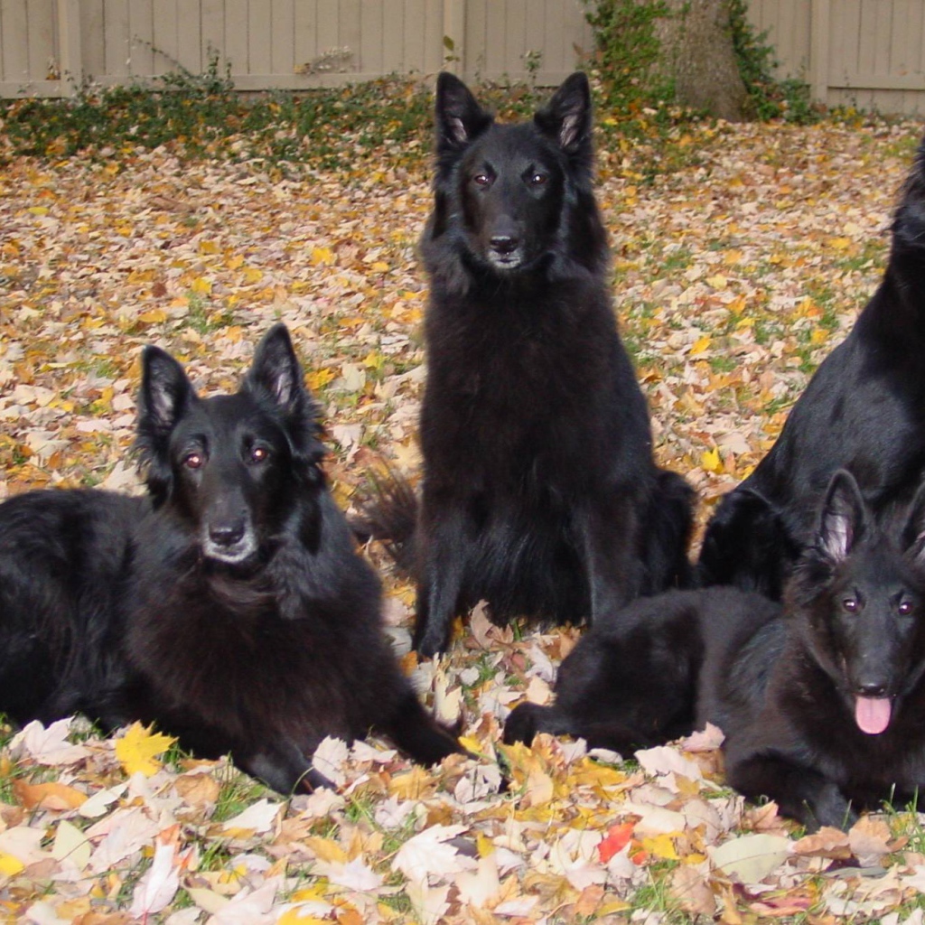 Порода собак муди