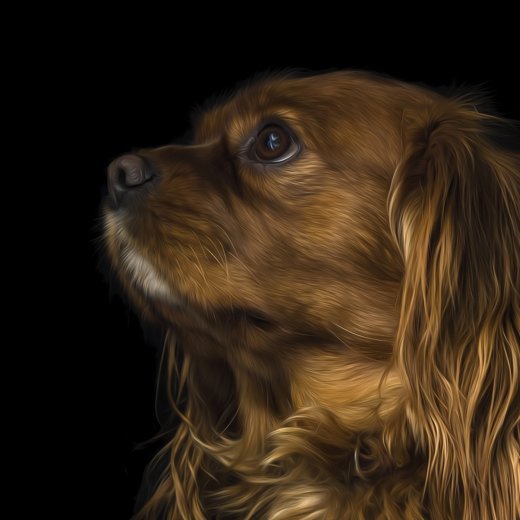 Коричневый кавалер кинг чарльз спаниель