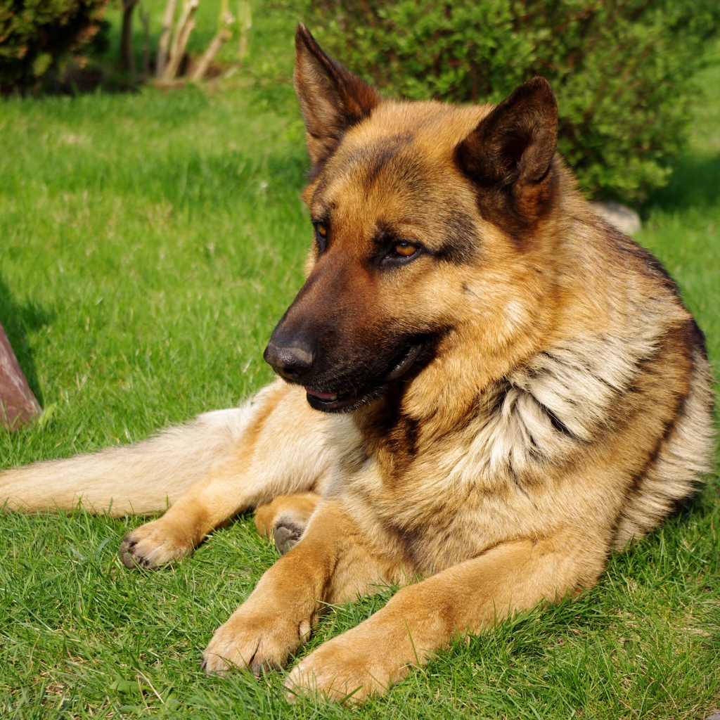 Коричневая немецкая овчарка на траве