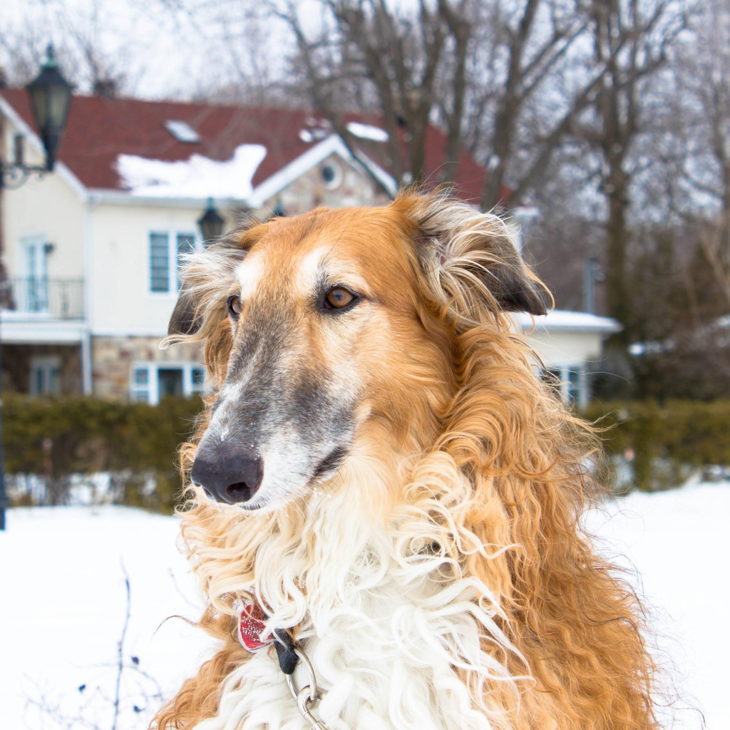 Коричневая борзая за городом