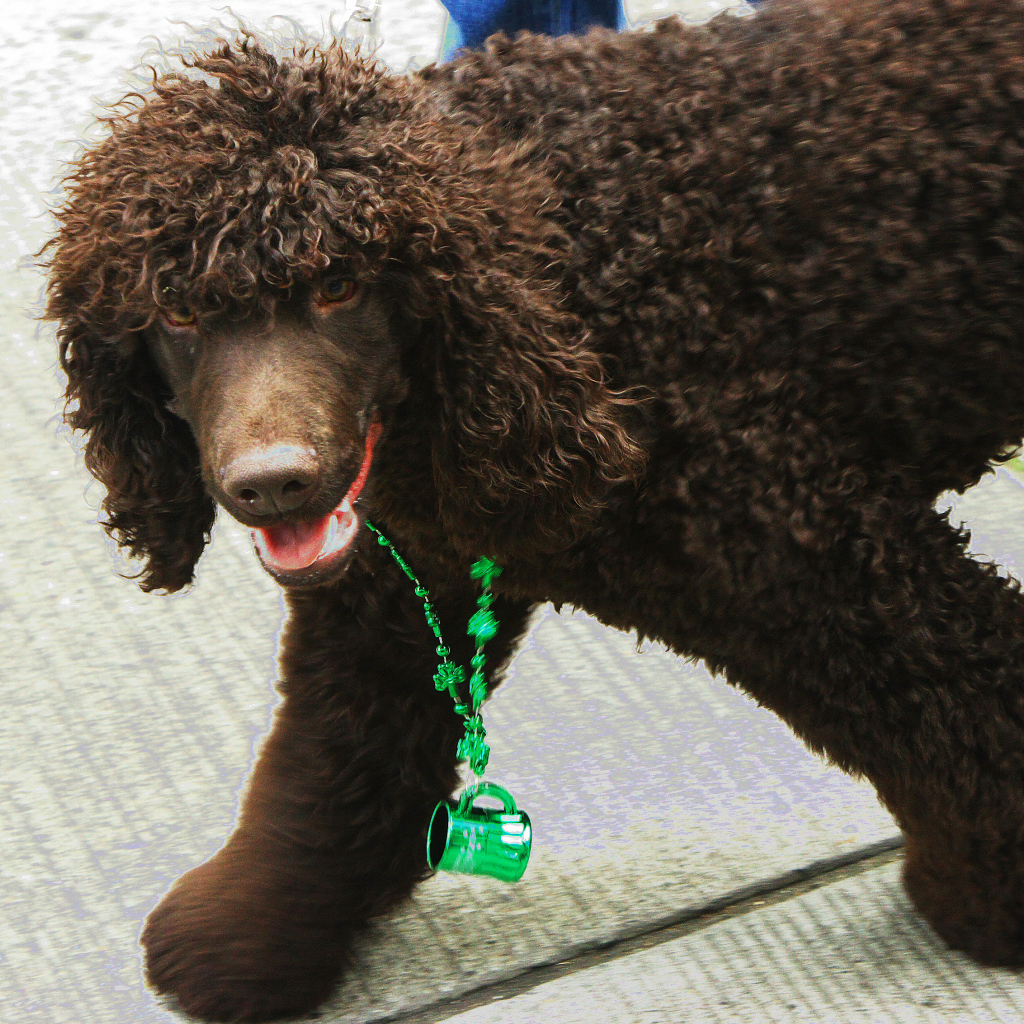 Коричневый ирландский водяной спаниель