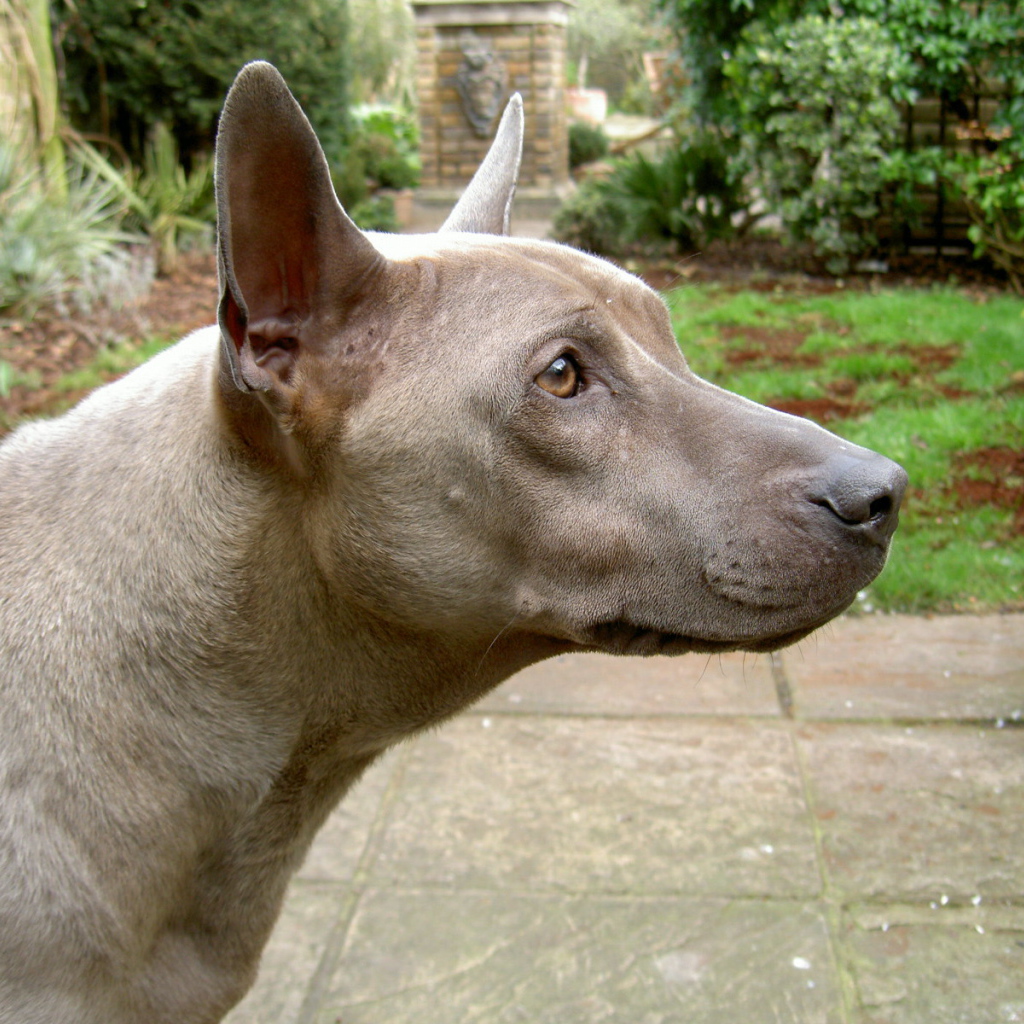 Коричневый тайский риджбек